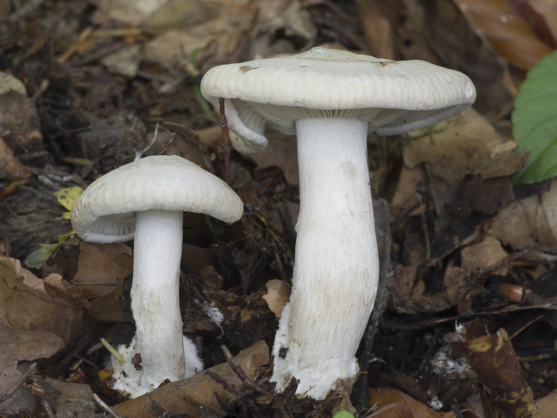 Clitocybe inornata